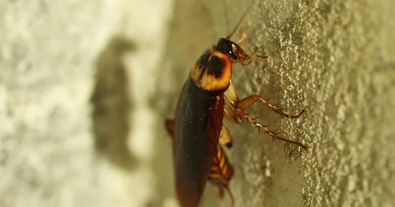 Бегают рядом с кастрюлями : полчища тараканов на кухне детского сада сняли на видео в Алматы