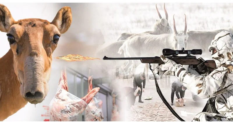 Киік еті кеселсіз бе?