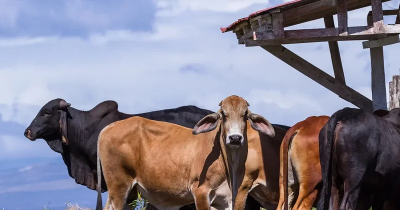 Вывоз бычков из Казахстана останется под запретом ещё на полгода