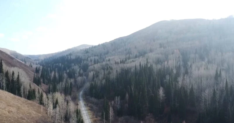 ЖИ қауіпсіздікті бақылайды