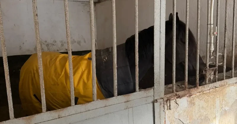 В Алматы решён вопрос размещения лошадей на зимний период