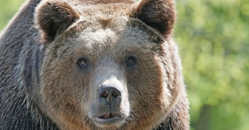 Вооружённые силы Японии подняли для борьбы с медведями