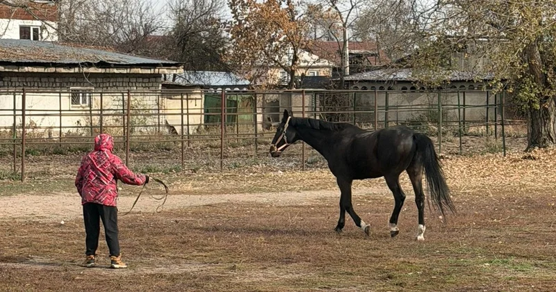 Алматыда аттарды қысқы кезеңге орналастыру мәселесі шешілді