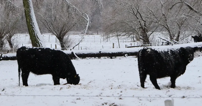 "Скот гибнет от холода". Фермер из Павлодарской области просит о помощи после смертельного пожара