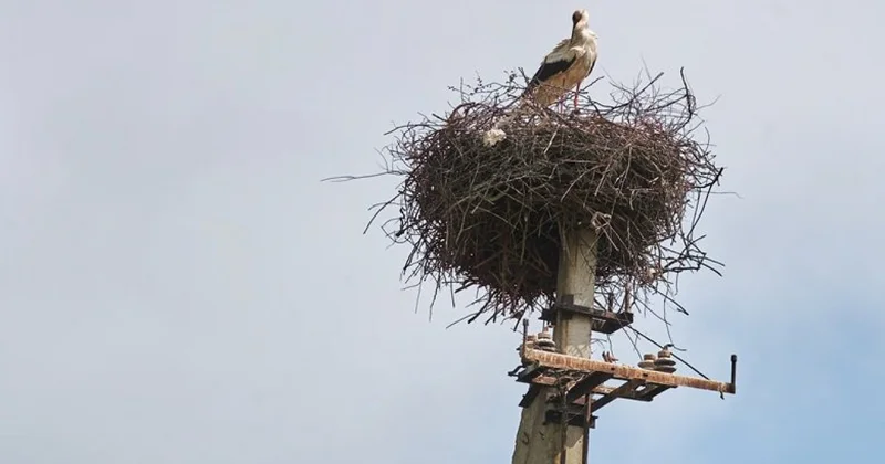 Жұмыс та істелсін, аққу да жоғалмасын: тепе теңдікті қайтіп табамыз?