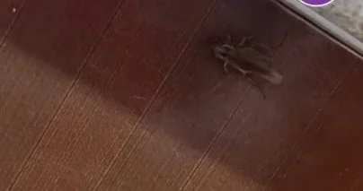 Алматыда асбөлмесінде тарақан өріп жүрген балабақша тексеріліп жатыр