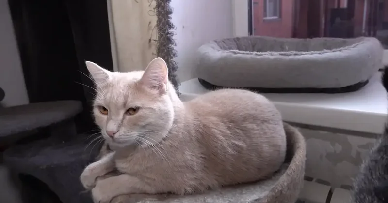 Девушка из Петропавловска приютила свыше ста кошек и собак