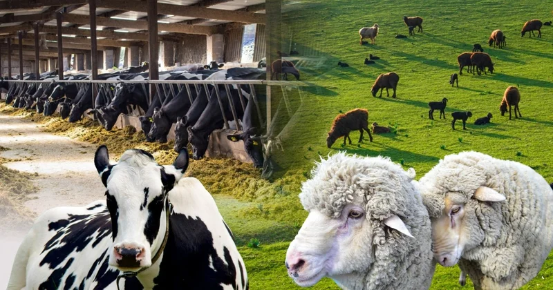 Елімізде жайылым мен қорадағы малды ешкім санап жатқан жоқ