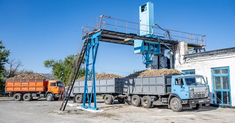 В области Жетысу продолжается уборка свеклы