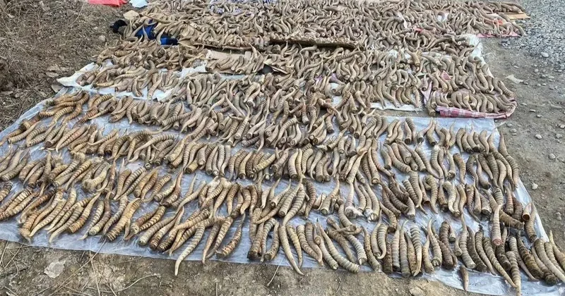 Казахстану разрешили возобновить международную торговлю рогами сайгака