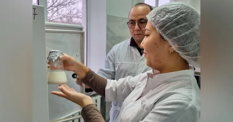 БҚО университетінде түйе сүтінен балмұздақ пен йогурт жасау қолға алынды