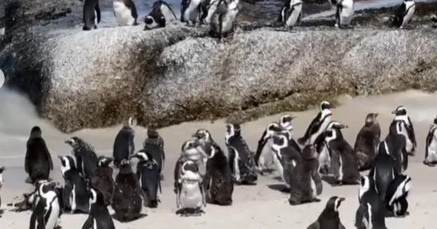 Африкалық пингвиндер қоректің жетіспеуінен жаппай қырылып жатыр