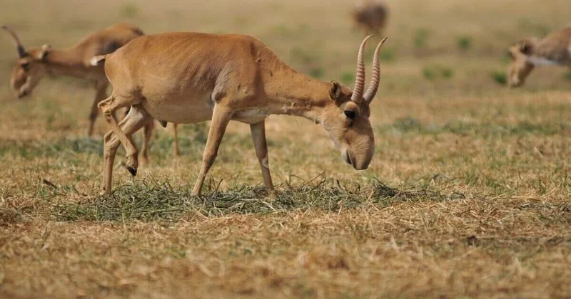 Рога сайгака снова может экспортировать Казахстан
