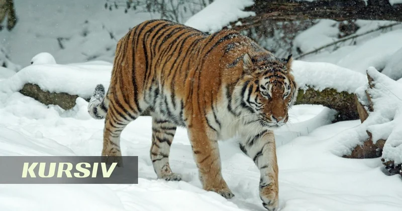 Scientists report gains in Siberian tiger recovery