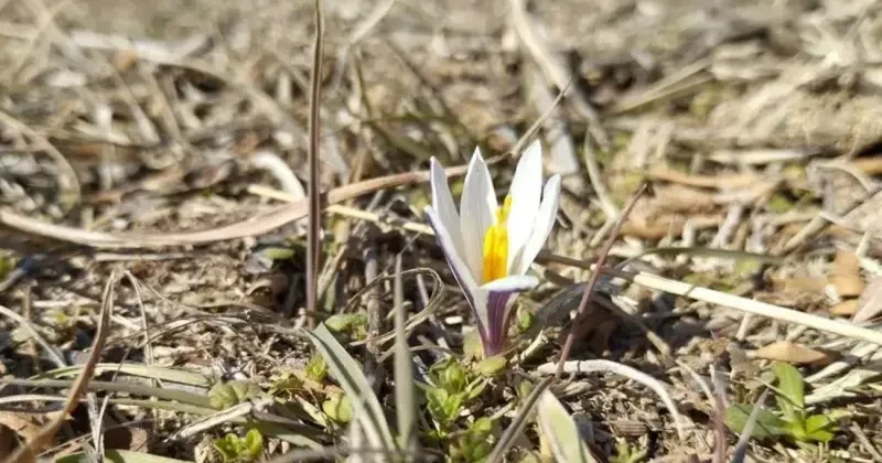 Іле Алатауында бәйшешек гүлдеді