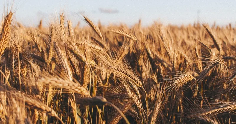 Рост экспорта казахстанского зерна вызвал перегрузку терминалов в Узбекистане