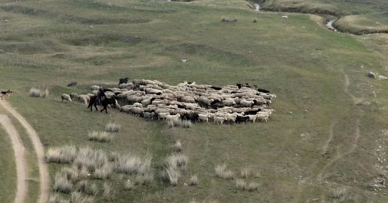 Пастухам и чабанам в Казахстане могут снизить пенсионный возраст