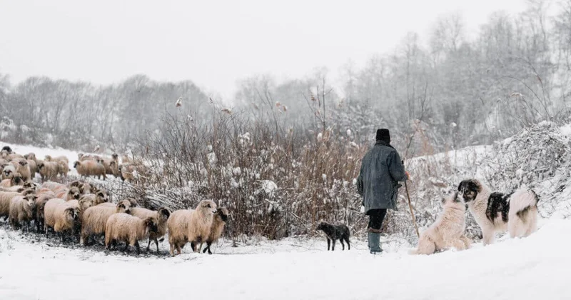 Пастухи в Казахстане смогут выходить на пенсию раньше планы МСХ