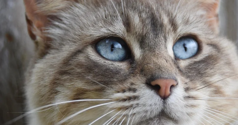 Домашний питомец спас мать с детьми от ночного пожара в Актау