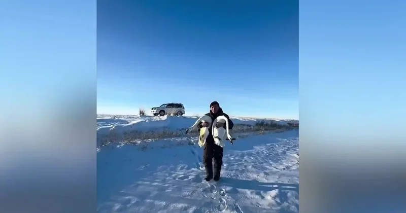 Жители Павлодарской области продолжают спасать замерзающих лебедей