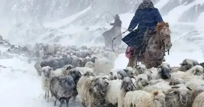 Ауылшаруашылығы министрлігінде малшыларды ерте зейнетке шығару мәселесі қаралды