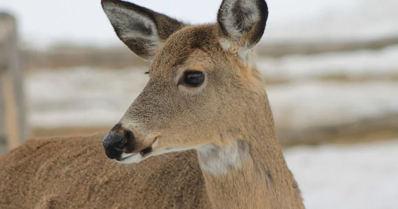 Косуль засняли в резервате Ертіс орманы (ВИДЕО)