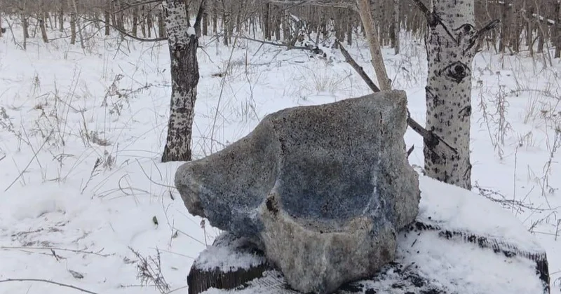 Абай облысының ормандарында жабайы жануарлар құтыруының алдын алу күшейтілді