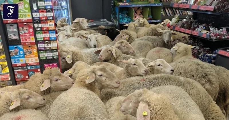Стадо овец устроило незапланированный шопинг в супермаркете в Баварии