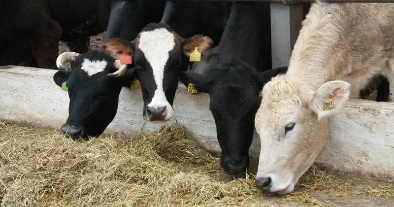 Льготы для чабанов и их детей, долгосрочное кредитование: что войдёт в план развития животноводства в Казахстане