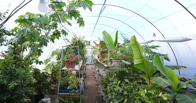 Қызылордада қыста экзотикалық жемістер өсіп тұр