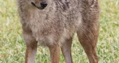 Сыр өңірінде шибөрі неге көбейді?