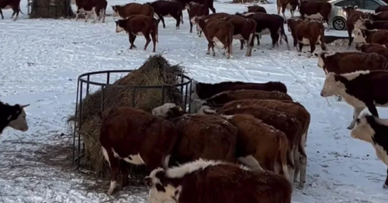 Зимовка с запасом прочности