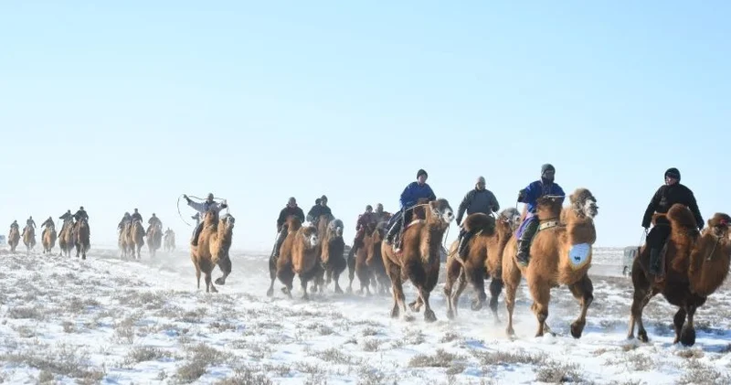 Моңғолияда Мың түйе мерекесі 2026 фестивалі басталады