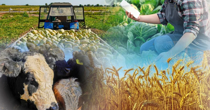 Ауыл шаруашылығы санағына бөлінген қаржының 800 млн теңгесі бюджетке қайтарылды