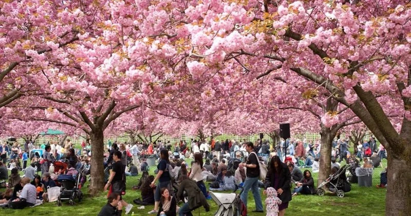 Мешает нормальной жизни : в Японии отменили фестиваль сакуры из за туристов