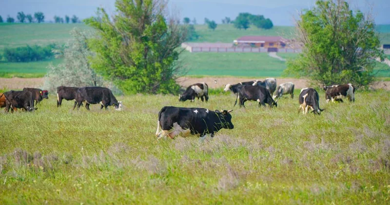 ШҚО да субсидия алған шаруа қожалықтар мал басын сақтау талаптарын орындамаған