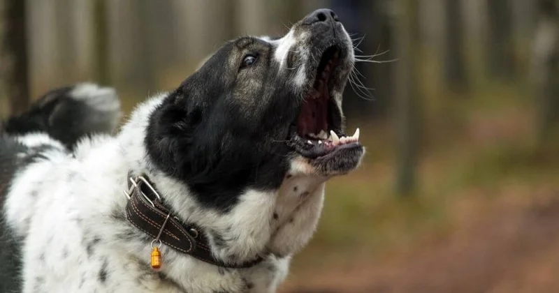 Стая собак насмерть загрызла 8 летнего мальчика по дороге из школы