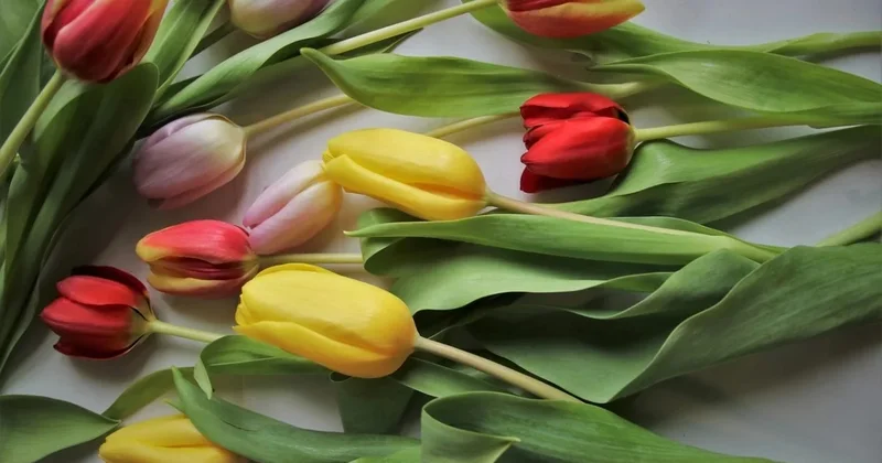 В Алматы начали штрафовать стихийных флористов