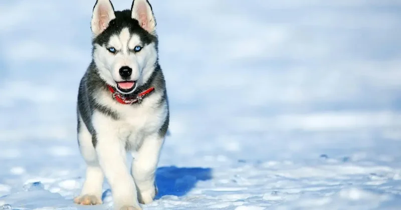 Прогноз погоды на 8 марта: в ряде регионов Казахстана ожидаются метели и гололёд