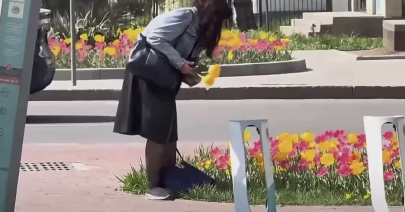Жители Алматы возмутились женщиной, сорвавшей тюльпаны на Аль Фараби