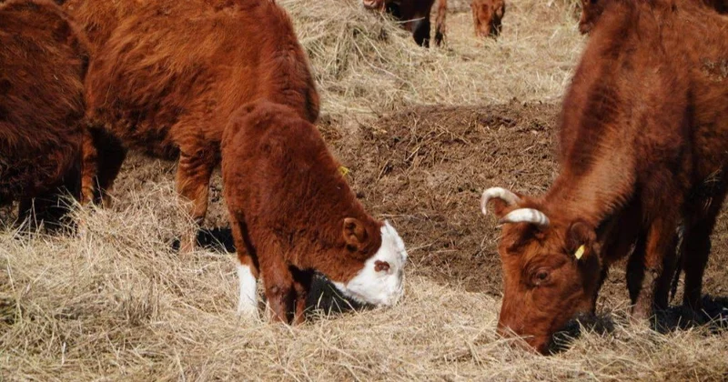 Ерейментауда 37 мың ірі қараға арналған кешен салынады