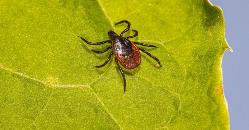 На укусы клещей пожаловались жители Риддера