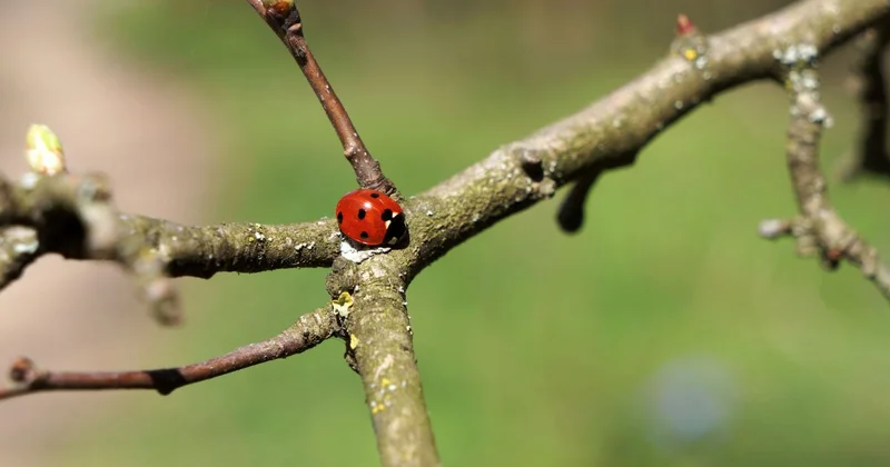 Туманы, грозы и высокая пожарная опасность ожидаются в Казахстане