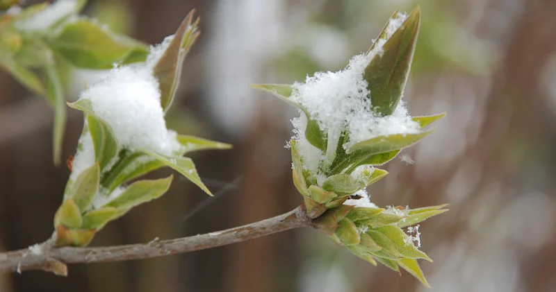 Астанада қар жауса, Алматыда 24 градусқа дейін жылынады үш күнге арналған ауа райы болжамы