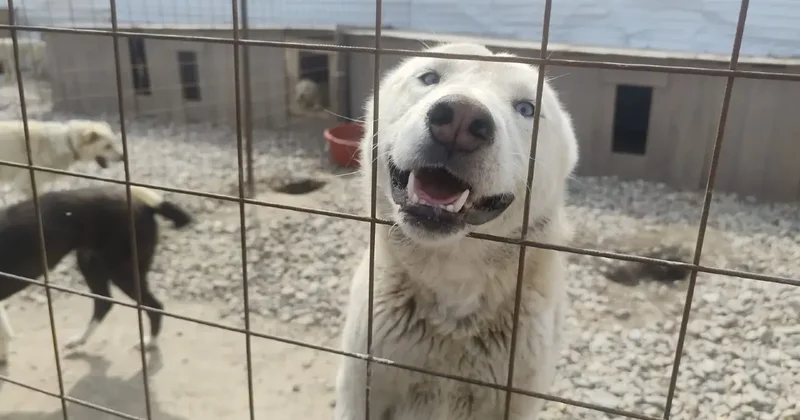 Приют надежды: как близ Алматы спасают тех, кого однажды предали люди