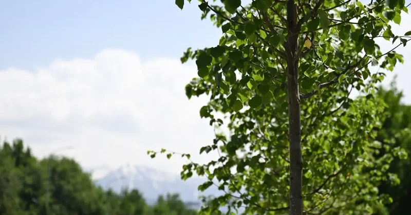 Обработку деревьев в Алматы проведут по ночам