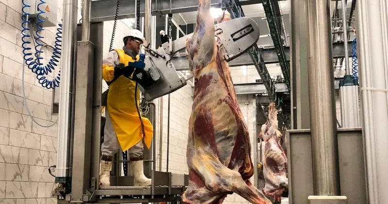 В Костанае 30 человек осудили за хищение миллиардов тенге субсидий на мясо