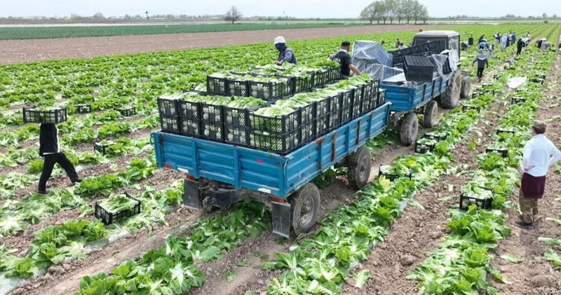 Түркістандық диқандар Ресейге ерте пісетін қырыққабат өнімін экспорттады