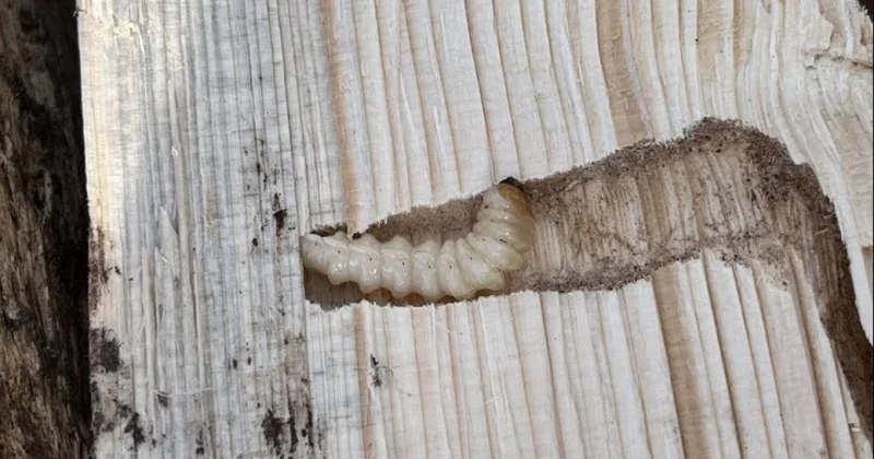 Личинки насекомого обнаружены в партии древесины в Акмолинской области