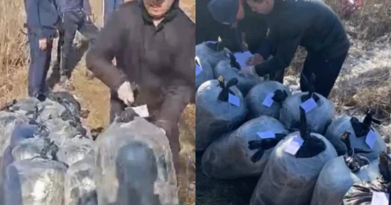 Крупный канал сбыта наркотиков ликвидирован в Павлодарской области